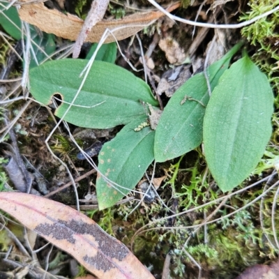 Chiloglottis sp. (A Bird/Wasp Orchid) at Acton, ACT - 19 Mar 2024 by BethanyDunne