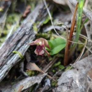 Chiloglottis reflexa at Black Mountain - 19 Mar 2024