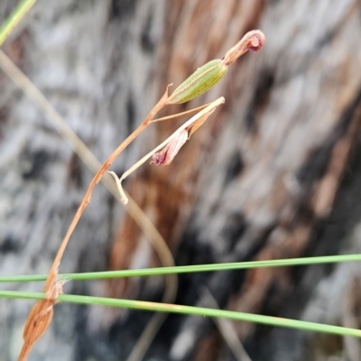 Speculantha rubescens (Blushing Tiny Greenhood) at Acton, ACT - 19 Mar 2024 by BethanyDunne
