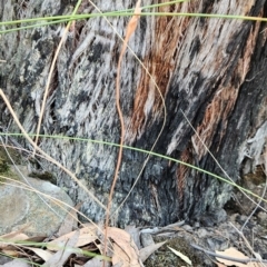 Speculantha rubescens at Black Mountain - 19 Mar 2024