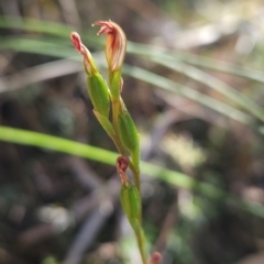 Speculantha rubescens (Blushing Tiny Greenhood) at Acton, ACT - 19 Mar 2024 by BethanyDunne