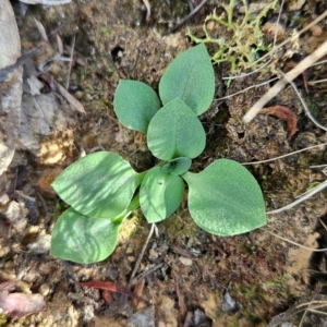 Speculantha rubescens at Black Mountain - 19 Mar 2024