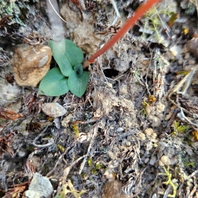 Speculantha rubescens (Blushing Tiny Greenhood) at Point 5822 - 19 Mar 2024 by BethanyDunne