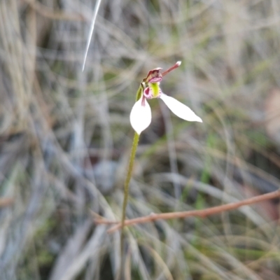 Eriochilus cucullatus (Parson's Bands) at Acton, ACT - 19 Mar 2024 by BethanyDunne