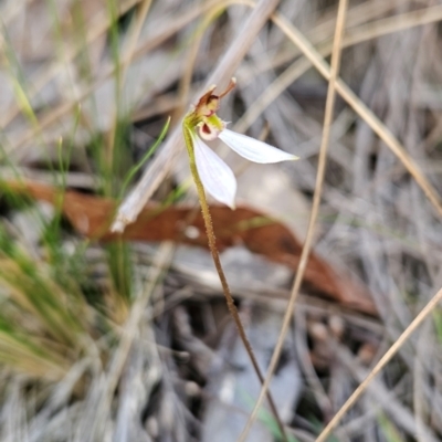 Eriochilus cucullatus (Parson's Bands) at Point 5822 - 19 Mar 2024 by BethanyDunne