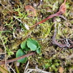 Pterostylis sp. (A Greenhood) at Acton, ACT - 19 Mar 2024 by BethanyDunne