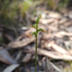 Corunastylis cornuta (Horned Midge Orchid) at Black Mountain - 19 Mar 2024 by BethanyDunne