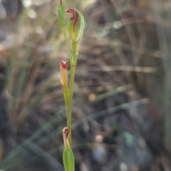 Speculantha rubescens (Blushing Tiny Greenhood) at Black Mountain - 19 Mar 2024 by BethanyDunne