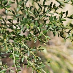 Mirbelia oxylobioides (Mountain Mirbelia) at Acton, ACT - 19 Mar 2024 by BethanyDunne