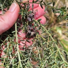 Mirbelia oxylobioides at Black Mountain - 19 Mar 2024