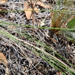 Thelymitra (Genus) (Sun Orchid) at Black Mountain - 19 Mar 2024 by BethanyDunne