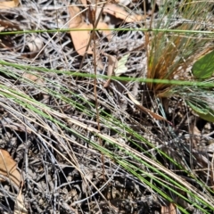 Thelymitra sp. (A Sun Orchid) at Acton, ACT - 19 Mar 2024 by BethanyDunne