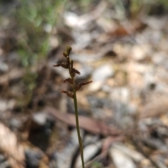 Corunastylis clivicola (Rufous midge orchid) at Black Mountain - 19 Mar 2024 by BethanyDunne