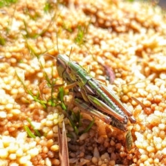 Kosciuscola tristis (Chameleon Grasshopper) at Geehi, NSW - 19 Mar 2024 by HelenCross