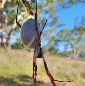 Trichonephila edulis at Gunning Bush Block - 19 Mar 2024