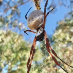 Trichonephila edulis at Gunning Bush Block - 19 Mar 2024