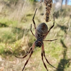 Trichonephila edulis at Gunning Bush Block - 19 Mar 2024