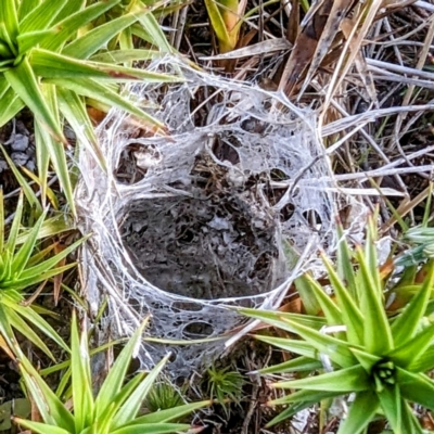 Mygalomorphae (infraorder) (Unidentified mygalomorph spider) at Kosciuszko National Park - 19 Mar 2024 by HelenCross