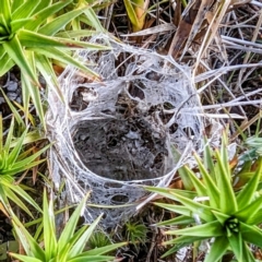 Unidentified Spider (Araneae) at Kosciuszko National Park - 19 Mar 2024 by HelenCross