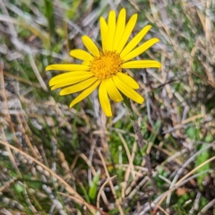 Senecio pectinatus var. major (Alpine Groundsel) at Geehi, NSW - 19 Mar 2024 by HelenCross