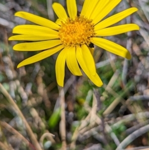 Scapisenecio pectinatus var. major at Kosciuszko National Park - 19 Mar 2024 02:58 PM