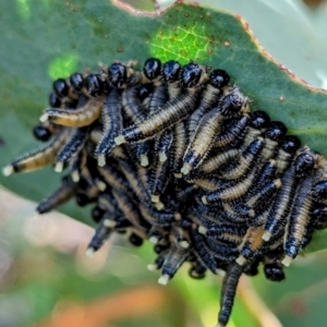 Perginae sp. (subfamily) at Kosciuszko National Park - 19 Mar 2024