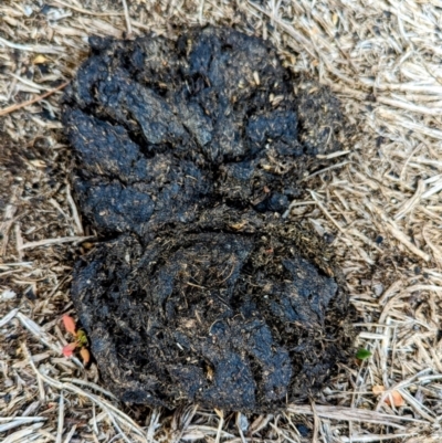 Sus scrofa (Pig (feral)) at Kosciuszko National Park - 19 Mar 2024 by HelenCross