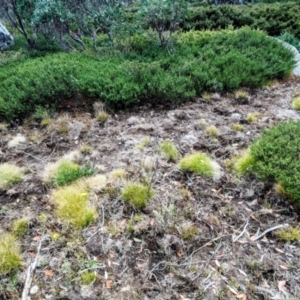 Sus scrofa at Kosciuszko National Park - suppressed