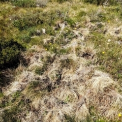 Sus scrofa at Kosciuszko National Park - 19 Mar 2024