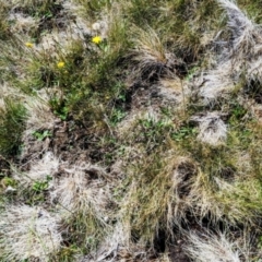 Sus scrofa at Kosciuszko National Park - 19 Mar 2024