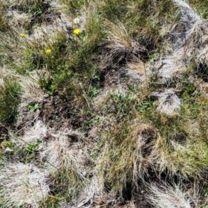 Sus scrofa at Kosciuszko National Park - 19 Mar 2024