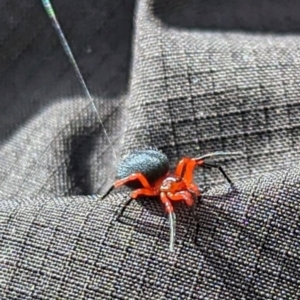 Nicodamidae (family) at Kosciuszko National Park - 19 Mar 2024