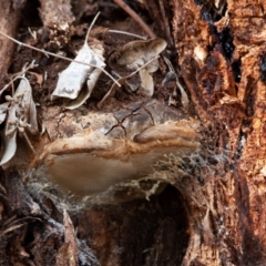 Phellinus sp. (non-resupinate) (A polypore) at Higgins, ACT - 18 Mar 2024 by Untidy