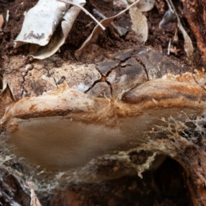 Phellinus sp. (non-resupinate) at Cantor Crescent Woodland, Higgins - 18 Mar 2024