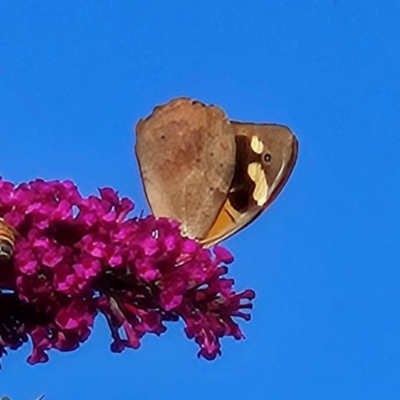Heteronympha merope (Common Brown Butterfly) at Braidwood, NSW - 19 Mar 2024 by MatthewFrawley