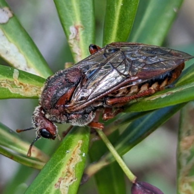Pseudoperga sp. (genus) (Sawfly, Spitfire) at Geehi, NSW - 19 Mar 2024 by HelenCross