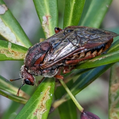 Pseudoperga sp. (genus) (Sawfly, Spitfire) at Kosciuszko National Park - 19 Mar 2024 by HelenCross