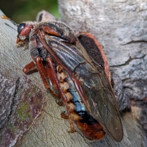 Pseudoperga sp. (genus) at Kosciuszko National Park - 19 Mar 2024