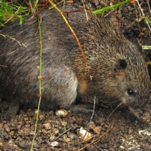 Isoodon obesulus obesulus at Tidbinbilla Nature Reserve - 17 Mar 2024