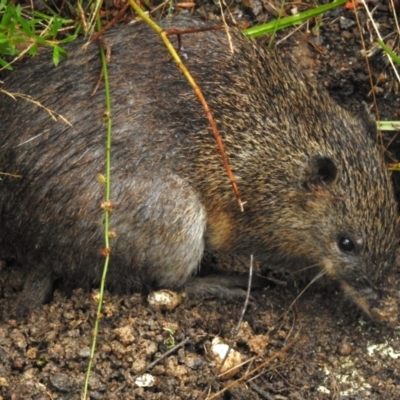 Isoodon obesulus obesulus (Southern Brown Bandicoot) at Tidbinbilla Nature Reserve - 17 Mar 2024 by JohnBundock