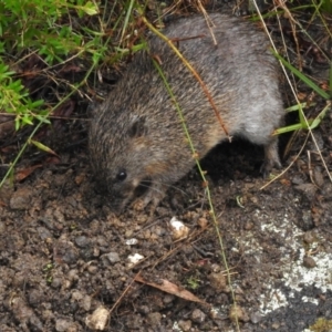 Isoodon obesulus obesulus at Tidbinbilla Nature Reserve - 17 Mar 2024 12:00 PM