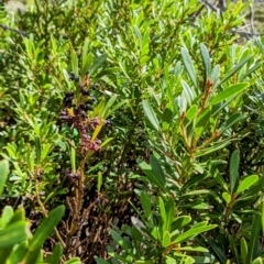 Tasmannia xerophila subsp. xerophila at Kosciuszko National Park - 19 Mar 2024 02:13 PM