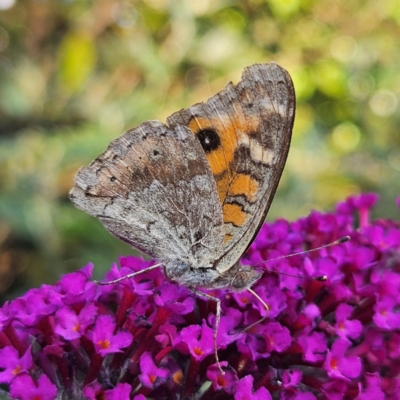 Junonia villida (Meadow Argus) at Braidwood, NSW - 19 Mar 2024 by MatthewFrawley