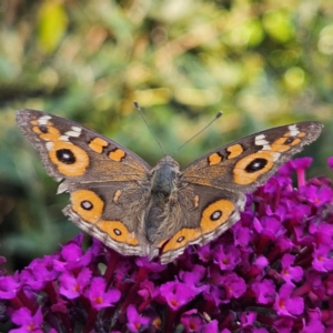 Junonia villida at QPRC LGA - 19 Mar 2024 05:16 PM