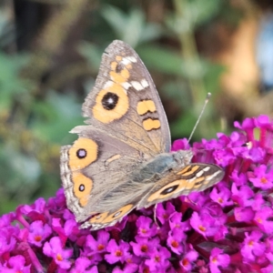 Junonia villida at QPRC LGA - 19 Mar 2024 05:16 PM