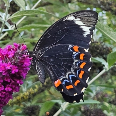 Papilio aegeus (Orchard Swallowtail, Large Citrus Butterfly) at Braidwood, NSW - 19 Mar 2024 by MatthewFrawley