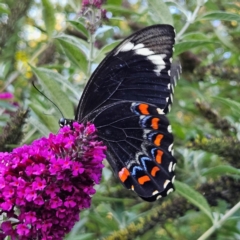 Papilio aegeus at QPRC LGA - 19 Mar 2024 05:20 PM