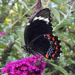 Papilio aegeus at QPRC LGA - 19 Mar 2024 05:20 PM