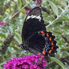 Papilio aegeus at QPRC LGA - 19 Mar 2024 05:20 PM