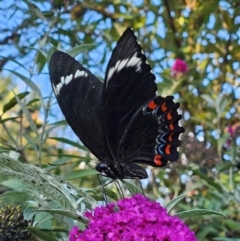 Papilio aegeus at QPRC LGA - 19 Mar 2024 05:20 PM